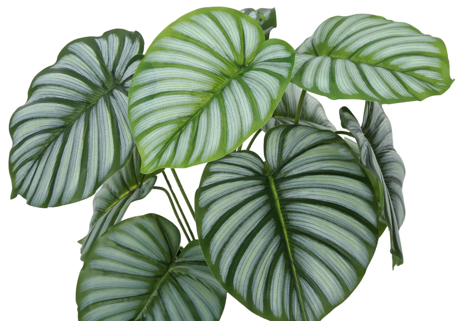 Plante artificielle - 24"H, calathea intérieur pot 5"
