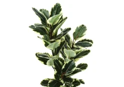 Plante artificielle - 47