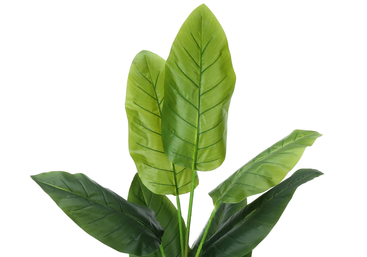 Plante artificielle - 59"H, strelitzia intérieur pot 5"
