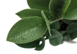 Plante artificielle - 20