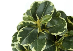 Plante artificielle - 2mcx, 14